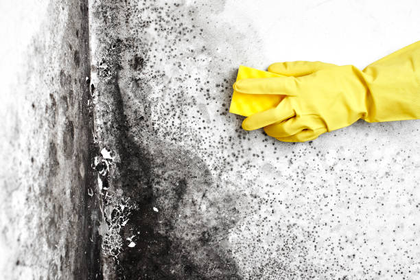 Best Residential Mold Removal  in Vinco, PA