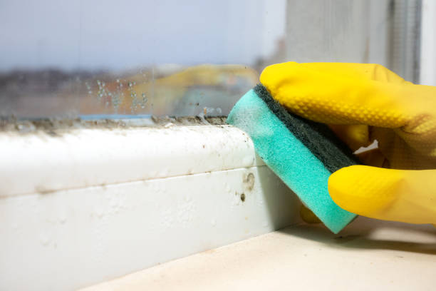 Best Toxic Mold Removal  in Vinco, PA