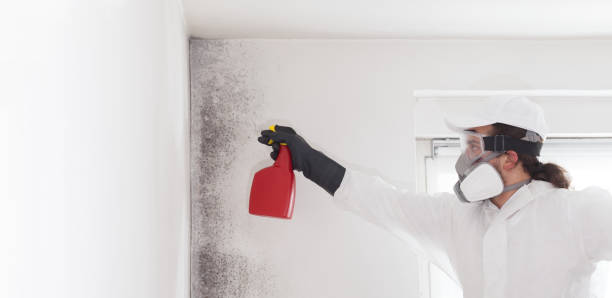 Professional Mold Removal in Vinco, PA
