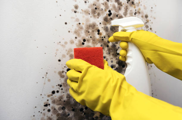 Mold Removal and Inspection in Vinco, PA